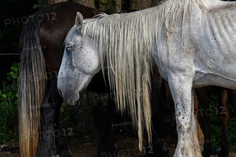 A white pair with long, golden manes are found between a large group of thick and brown pairs. Het is een zonnige dag en de dieren zijn ontspannen in het gras. Bas Rhin, Alsace, France