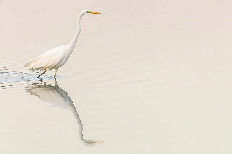 Een elegante witte reiger staat kniehoog in het rustige water, zijn reflectie zichtbaar op het oppervlak, terwijl het ochtendlicht de omgeving verlicht. Bas Rhin, Alsace, France