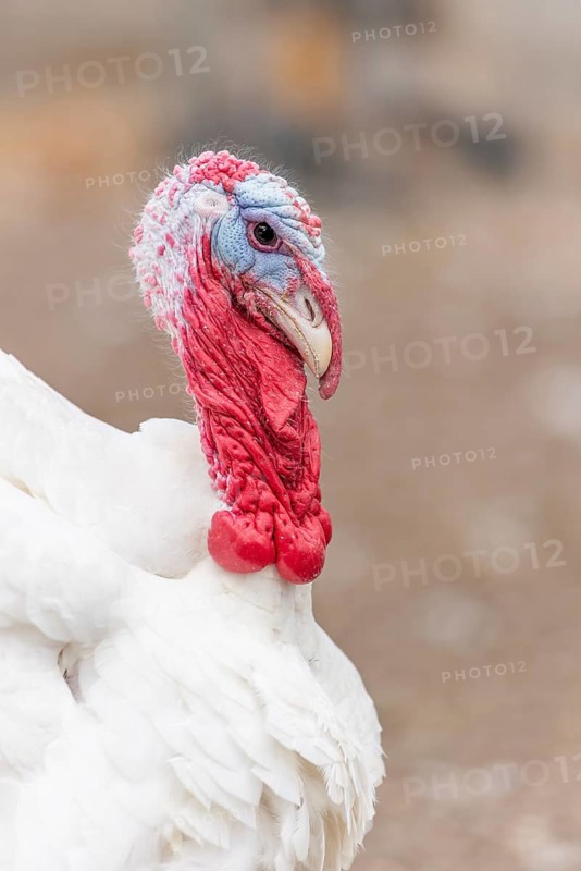 Een witte kalkoen staat in het veld. The bird has a blue, round head and a long, round neck. Het dier kijkt naar links in de omgeving. Bas Rhin, Alsace, France