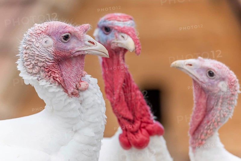 Three kalkoenen met witte veren en roze hoofden staan dicht bij elkaar. Bas Rhin, Alsace, France