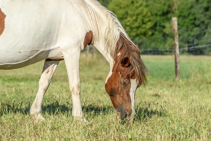 Een paard met een bruin-witte vacht staat op een groene weide en eet gras. De zon schijnt en de bossen zijn op de achtergrond te zien in de late namiddag. Bas Rhin, Alsace, France