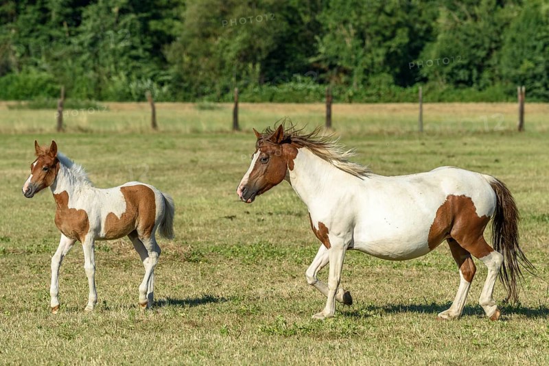 A merrie en haar jonge willen lopen samen door een groen weiland. De zon schijnt helder op het veld, omringd door bomen en een open landschap. Bas Rhin, Alsace, France