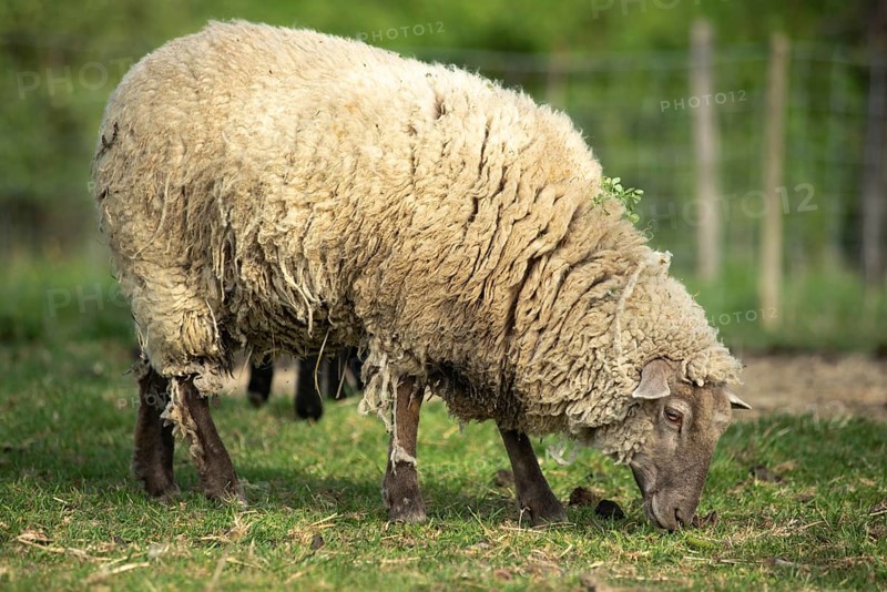 Een dik, wollig schaap staat in een groene weide en graast rustig op een zonnige ochtend. Op de achtergrond zijn andere schapen en een hekje zichtbaar
