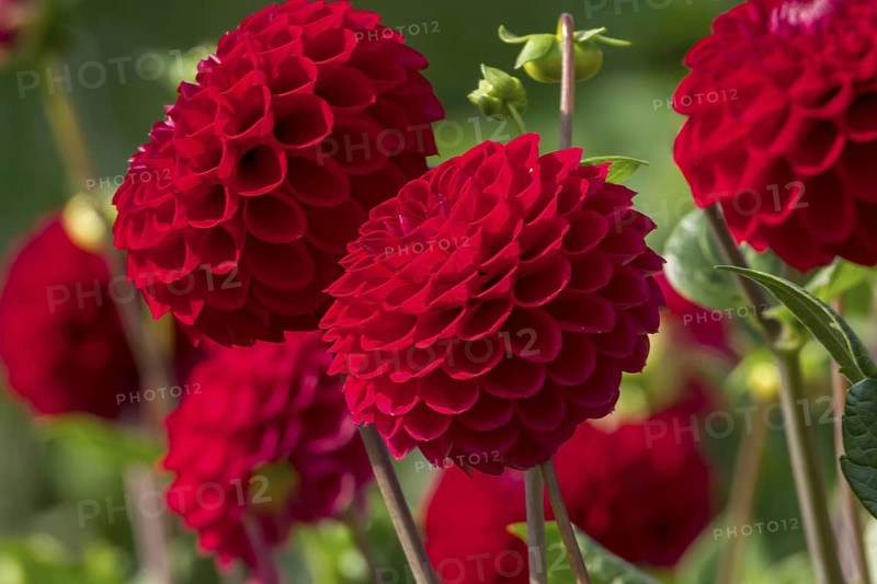 Dahlia (Dahlia), North Rhine-Westphalia, Germany