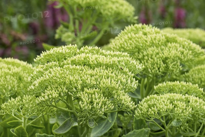 Green sedum plants with dense leaves in a garden full of vibrancy, stonecrop, MÃ¼nsterland, North Rhine-Westphalia, Germany