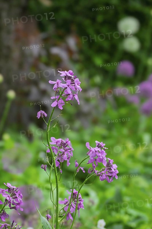 Golden varnish, Erysimum, Bowles Mauve variety, North Rhine-Westphalia, Germany