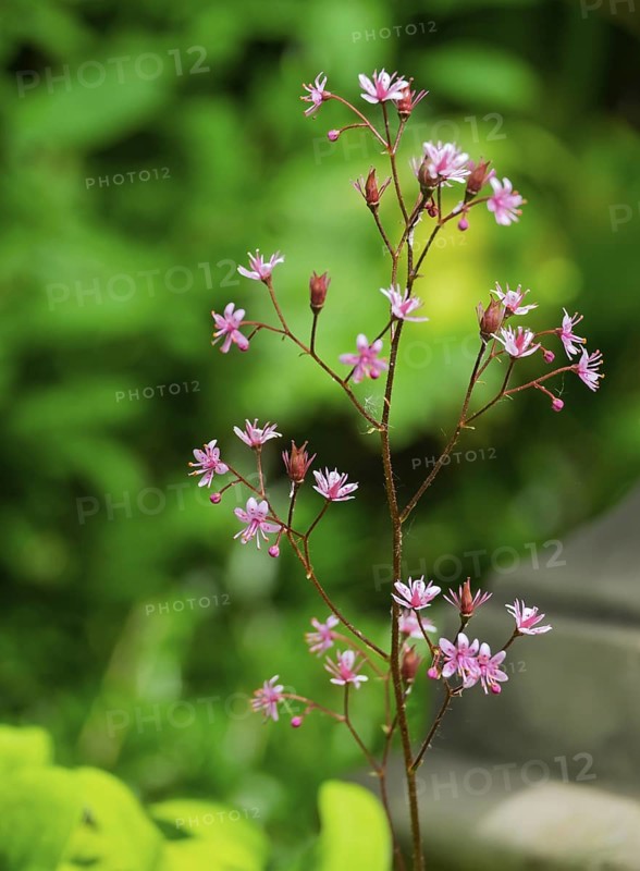 Porcelain flower (Saxifraga Ã— urbium), flower, MÃ¼nsterland, North Rhine-Westphalia, Germany