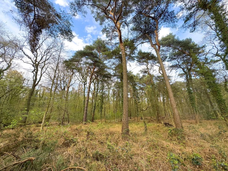 Dry whale ground with scattered pines, Germany