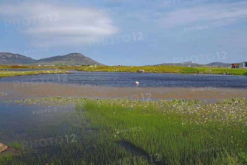 Shallow lagoon with grassy shores and water lilies, framed by hills under a sunny sky, Outer Hebrides, South Uist, Scotland, United Kingdom