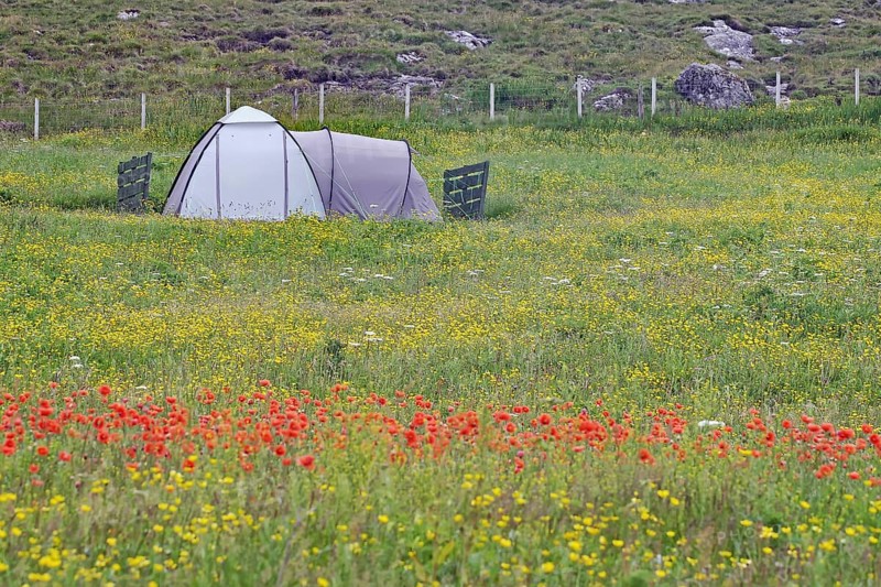 A tent stands in the middle of a colourful meadow of flowers on a green field in the open air, campsite, Outer Hebrides, Isle of Barra, Scotland, United Kingdom