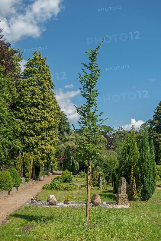 Under-tree burial, resting place, accessible place, Lutheran cemetery, Heisfelder StraÃŸe, Leer, East Frisia, Germany