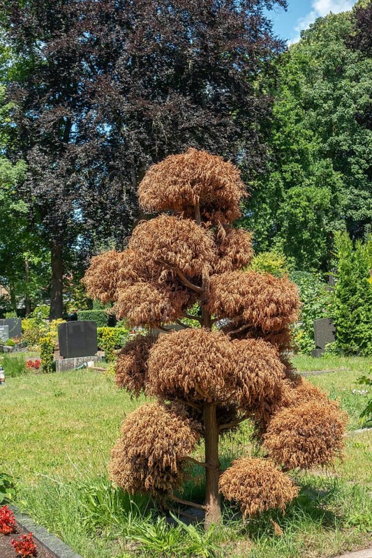 Drought, dried out thuja tree, green area, Lutheran cemetery, Heisfelder StraÃŸe, Leer, East Frisia, Germany