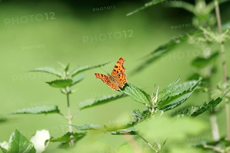 C-moth (Polygonia c-album), stinging nettles (Urtica), wings, coloured, green, orange, nature, The C-moth is sitting on a leaf of the stinging nettle