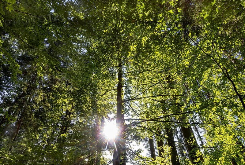 Hornbeam, Carpinus betulus, beech forest with green leaves in the sun, Upper Austria, Austria