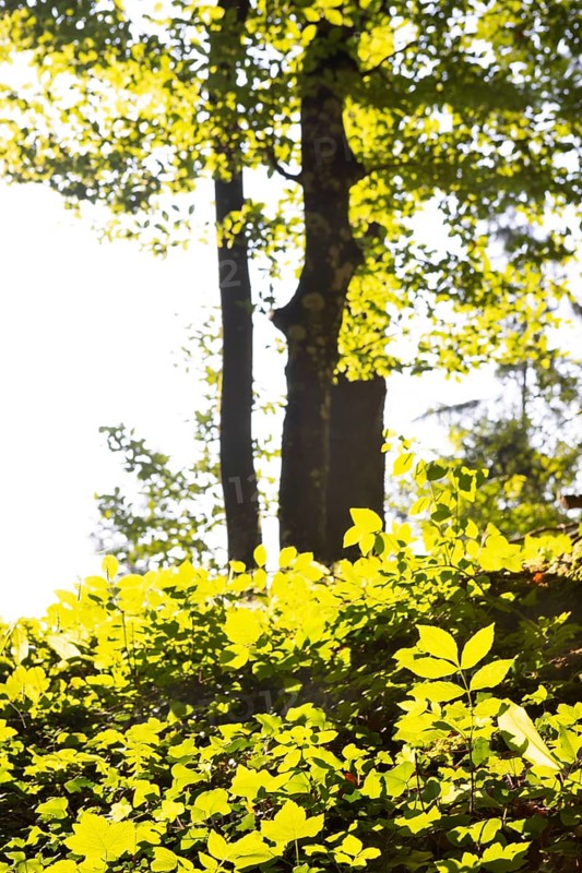 Hornbeam, Carpinus betulus, beech forest with green leaves in the sun, Upper Austria, Austria