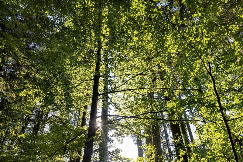 Hornbeam, Carpinus betulus, beech forest with green leaves in the sun, Upper Austria, Austria