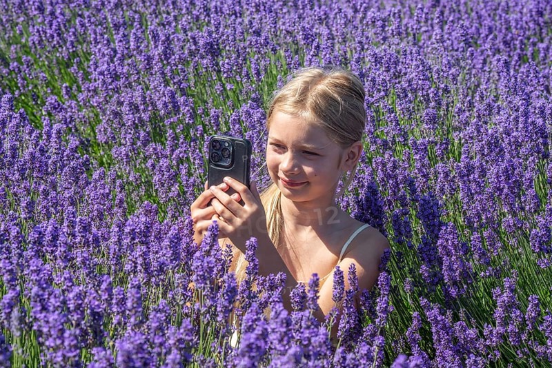Blonde girl, 9 years old, photographing blooming lavender with a mobile phone in Köpingebro, Ystad Municipality, SkÃ¥ne County, Sweden, Scandinavia