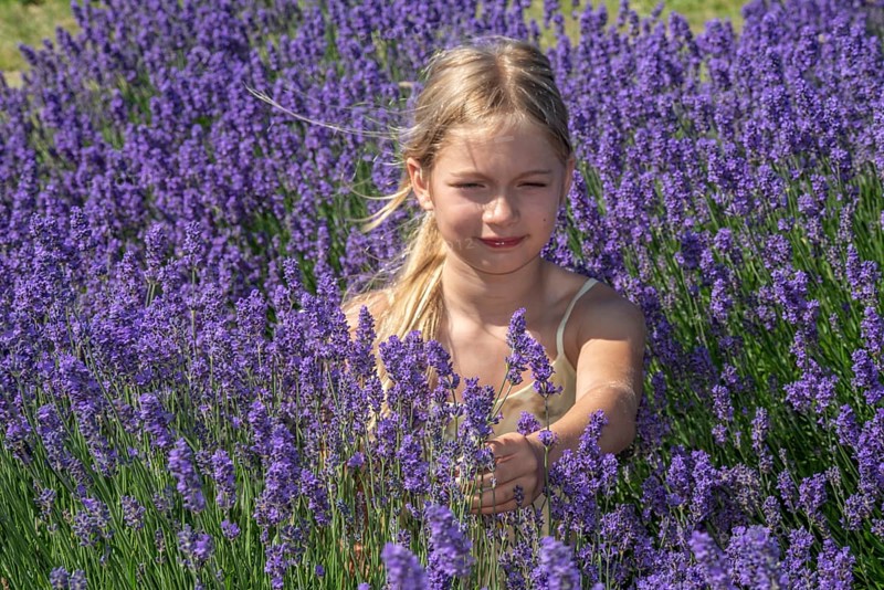 Blonde girl, 9 years old, picking blooming lavender in Köpingebro, Ystad Municipality, SkÃ¥ne County, Sweden, Scandinavia