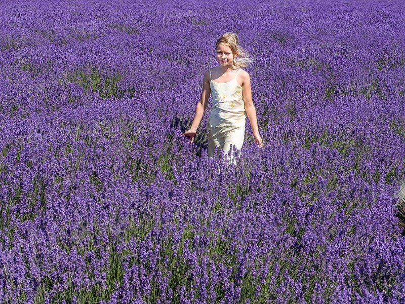 Blonde girl, 9 years old, walking in blooming lavender field in Köpingebro, Ystad Municipality, SkÃ¥ne County, Sweden, Scandinavia