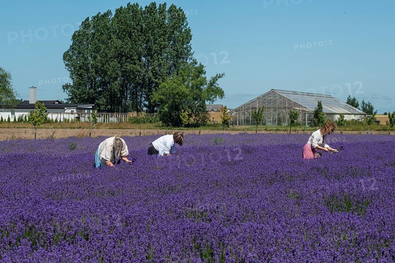 Workers in blooming lavender fields in Köpingebro, Ystad Municipality, SkÃ¥ne County, Sweden, Scandinavia
