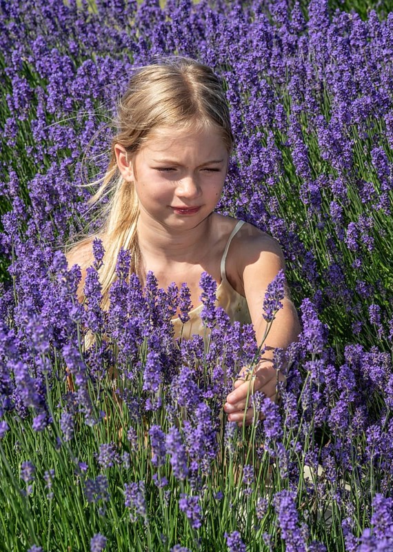 Blonde girl, 9 years old, picking blooming lavender in Köpingebro, Ystad Municipality, SkÃ¥ne County, Sweden, Scandinavia