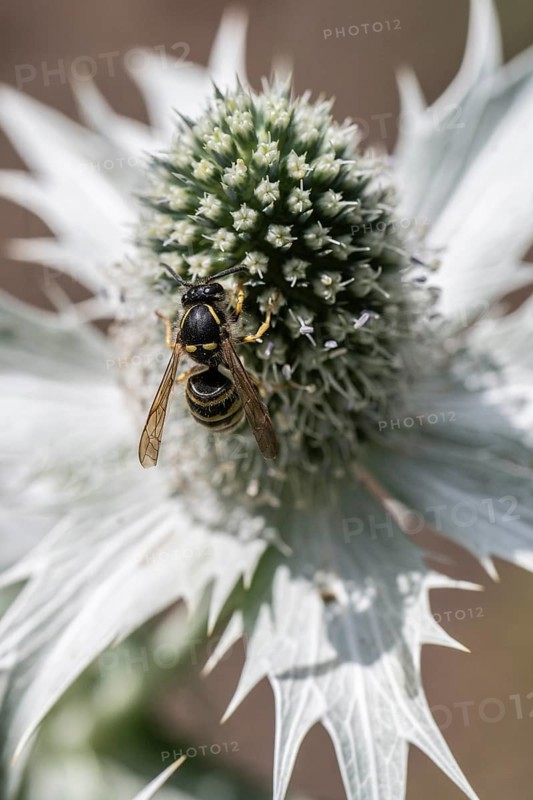 Clay wasp (Ancistrocerus) on ivory man litter (Eryngium giganteum), Emsland, Lower Saxony, Germany