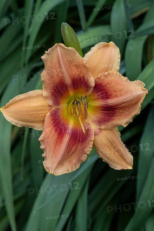 Daylily (Hemerocallis), Emsland, Lower Saxony, Germany
