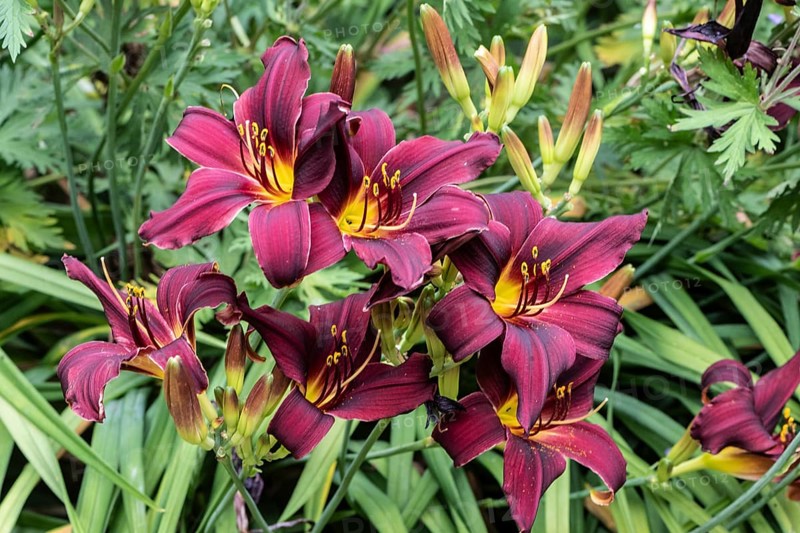 Daylily (Hemerocallis American Revolution), Emsland, Lower Saxony, Germany