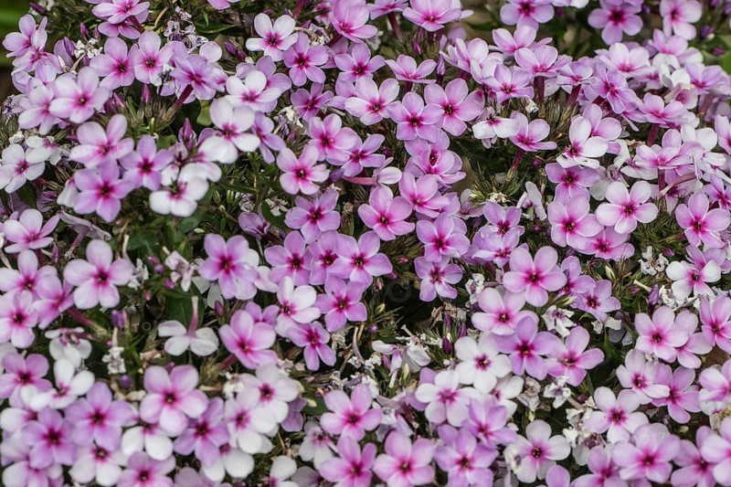 Phlox flowers (Phlox), Emsland, Lower Saxony, Germany