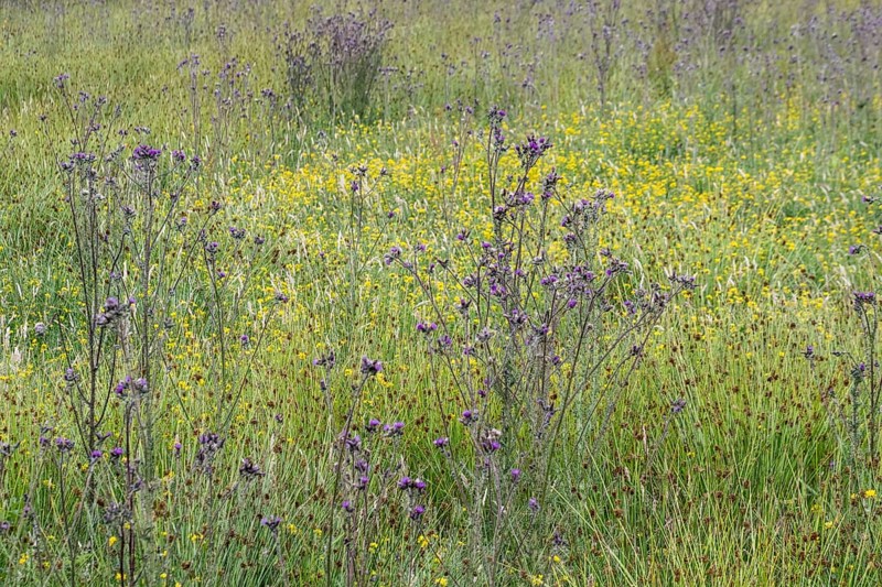 Meadow with thistles (Cirsium), Emsland, Lower Saxony, Germany