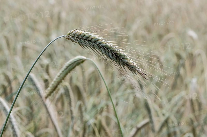 Triticale ears (triticale), Emsland, Lower Saxony, Germany