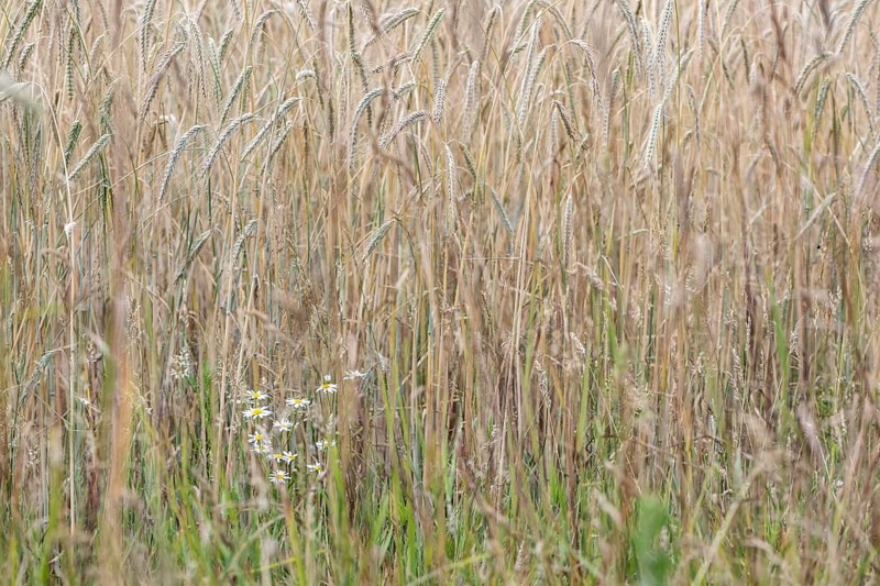 Scentless mayweed (Tripleurospermum inodorum) in front of triticale (Triticale), Emsland, Lower Saxony, Germany