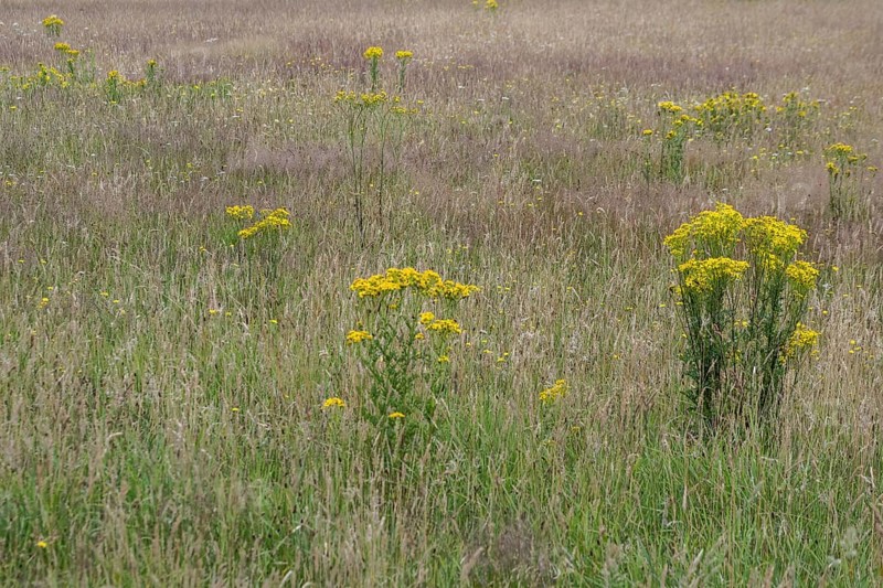 Meadow with ragwort (Senecio jacobaea), Emsland, Lower Saxony, Germany