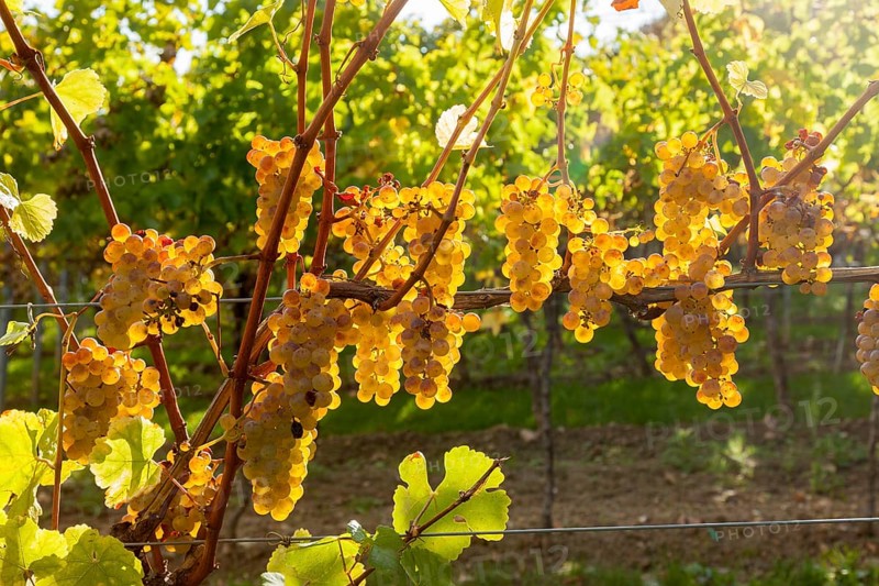 White grapes in the vineyard, Southwest Wine Route, Rhineland-Palatinate, Germany