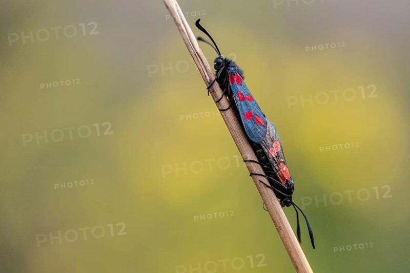 Six-spotted damselfly (Zygaena filipendulae), mating, Emsland, Lower Saxony, Germany