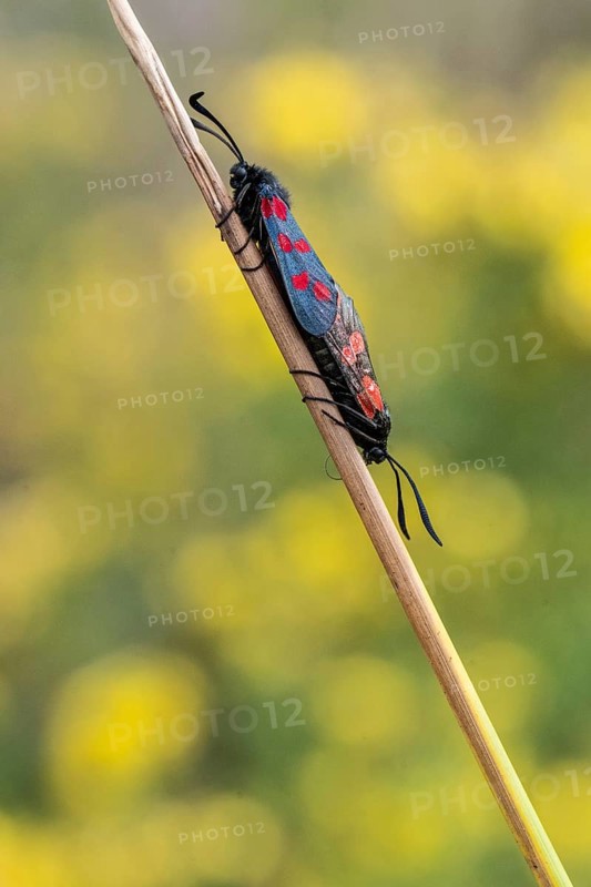 Six-spotted damselfly (Zygaena filipendulae), mating, Emsland, Lower Saxony, Germany