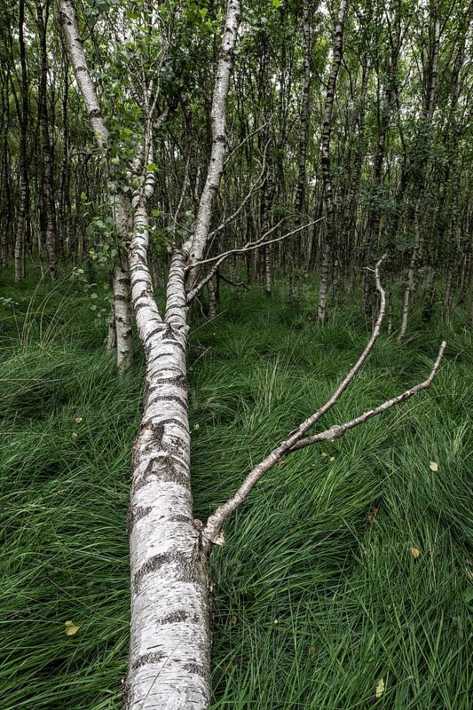 Birch quarry forest (Betula pendula), Emsland, Lower Saxony, Germany