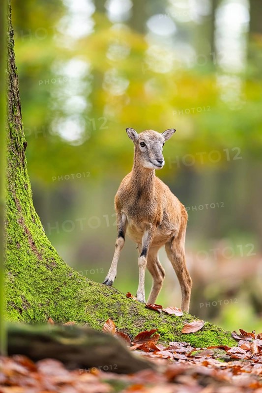 European mouflon (Ovis aries musimon) sheep (female) walking in a forest in autumn, Bavaria, Germany