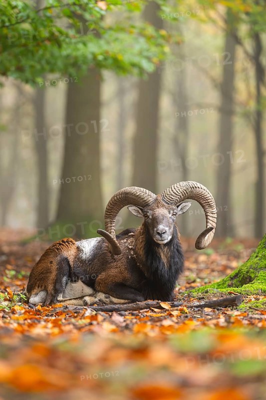 European mouflon (Ovis aries musimon) ram (male) lying in a forest in autumn, Bavaria, Germany