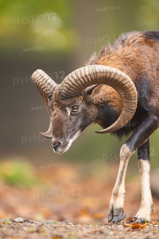 European mouflon (Ovis aries musimon) ram (male) walking in a forest in autumn, Bavaria, Germany