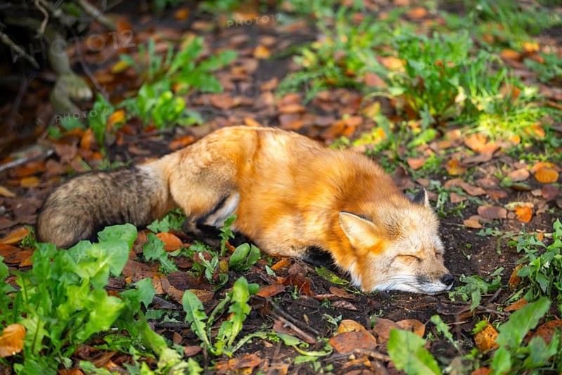 Red fox (Vulpes vulpes) lying in a forest in autumn, Bavaria, Germany