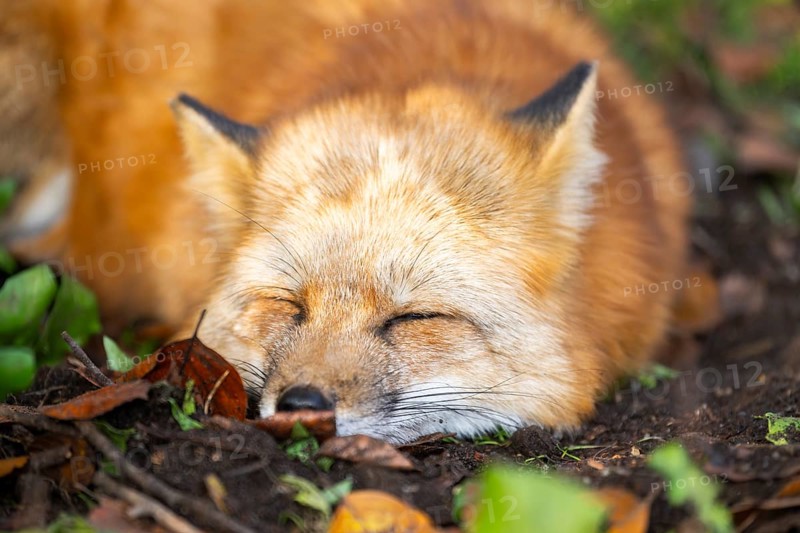 Red fox (Vulpes vulpes) lying in a forest in autumn, portrait, Bavaria, Germany