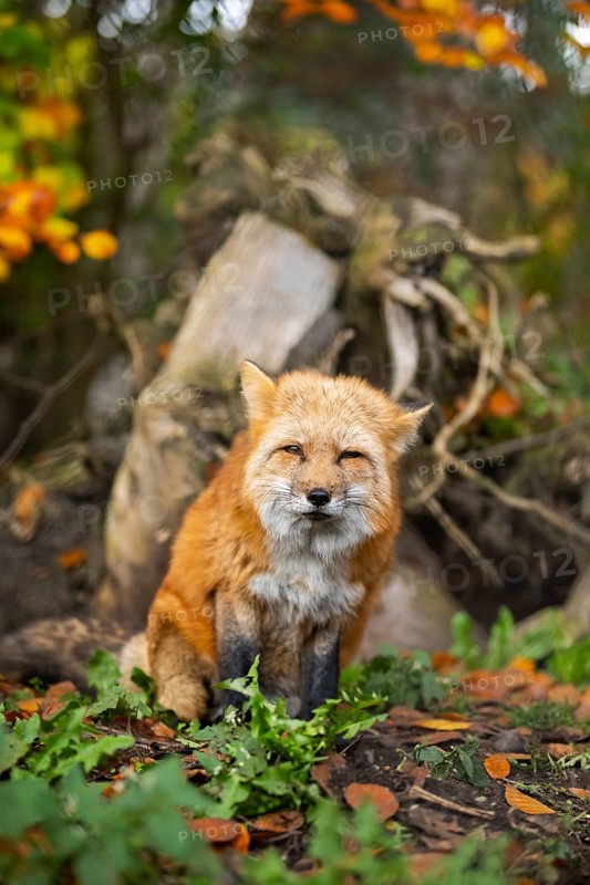 Red fox (Vulpes vulpes) sitting in a forest in autumn, Bavaria, Germany