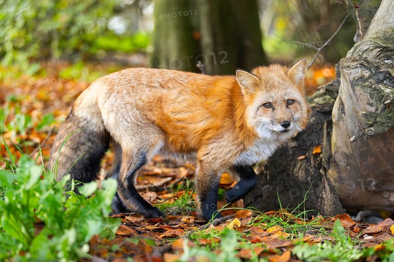 Red fox (Vulpes vulpes) walking in a forest in autumn, Bavaria, Germany
