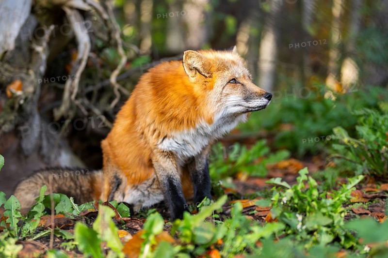 Red fox (Vulpes vulpes) sitting in a forest in autumn, Bavaria, Germany