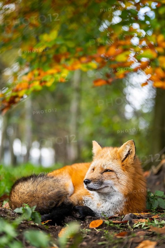 Red fox (Vulpes vulpes) lying in a forest in autumn, Bavaria, Germany