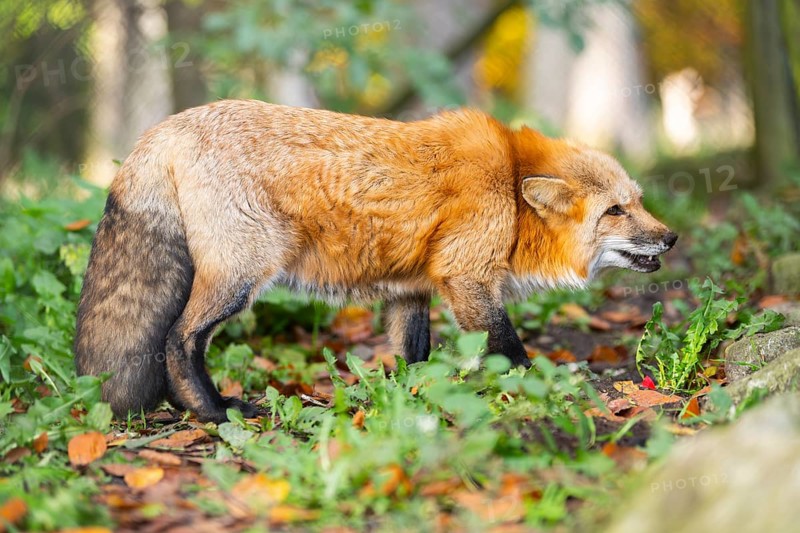 Red fox (Vulpes vulpes) walking in a forest in autumn, Bavaria, Germany
