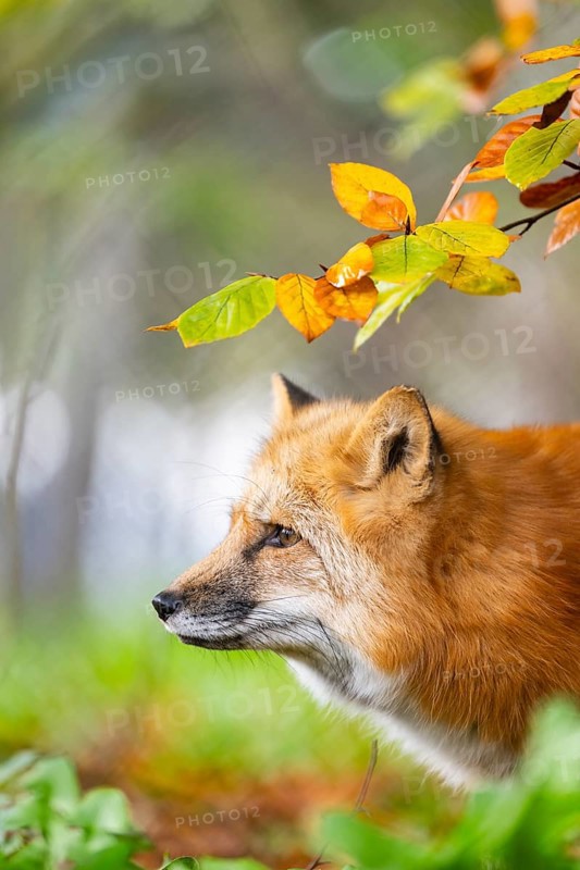 Red fox (Vulpes vulpes) standing in a forest in autumn, portrait, Bavaria, Germany