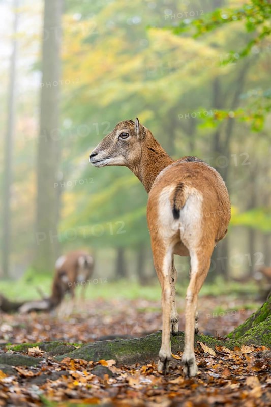 European mouflon (Ovis aries musimon) sheep (female) standing in a forest in autumn, Bavaria, Germany