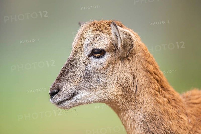 European mouflon (Ovis aries musimon) sheep (female) in autumn, portrait, Bavaria, Germany
